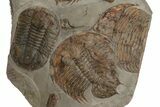 Plate Of Huge Trilobites (Dikelokephalina & Platypeltoides) #243737-2